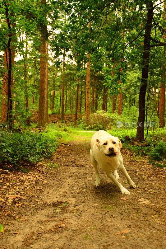 拉布拉多寻回犬