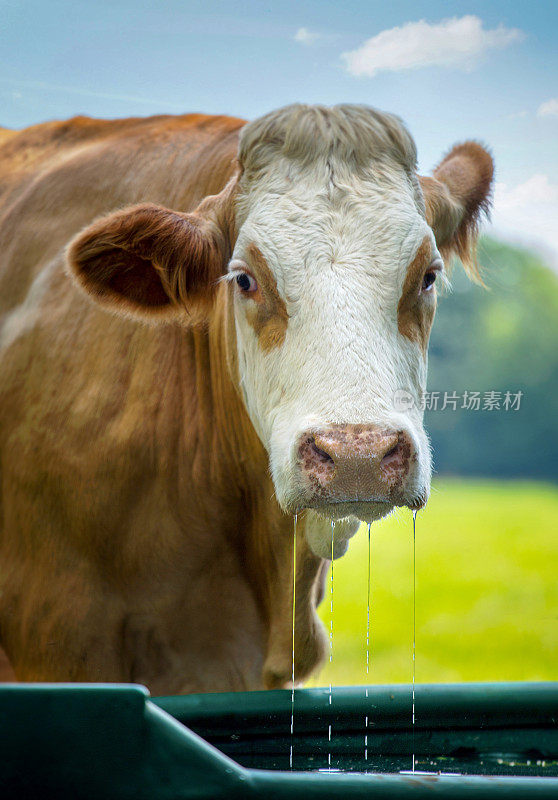 牛饮水