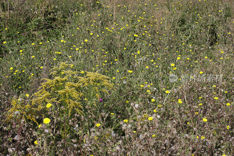 秋天田野的野花黄色的Sonchus蓟和加拿大黄花