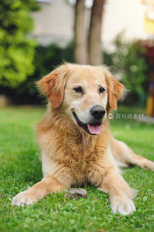 毛茸茸的金毛猎犬