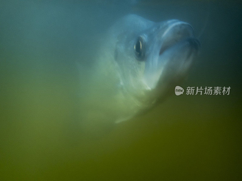 垃圾钓鱼水下图像是翻车鱼锅鱼