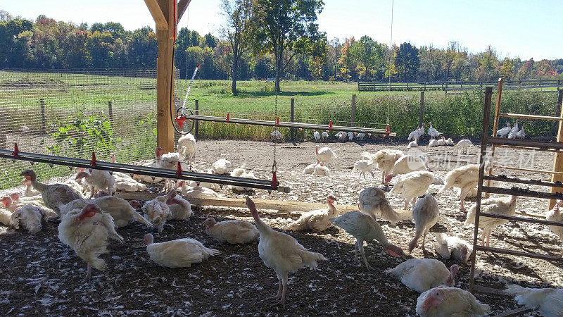感恩节自由放养有机农场天然火鸡鸡笼