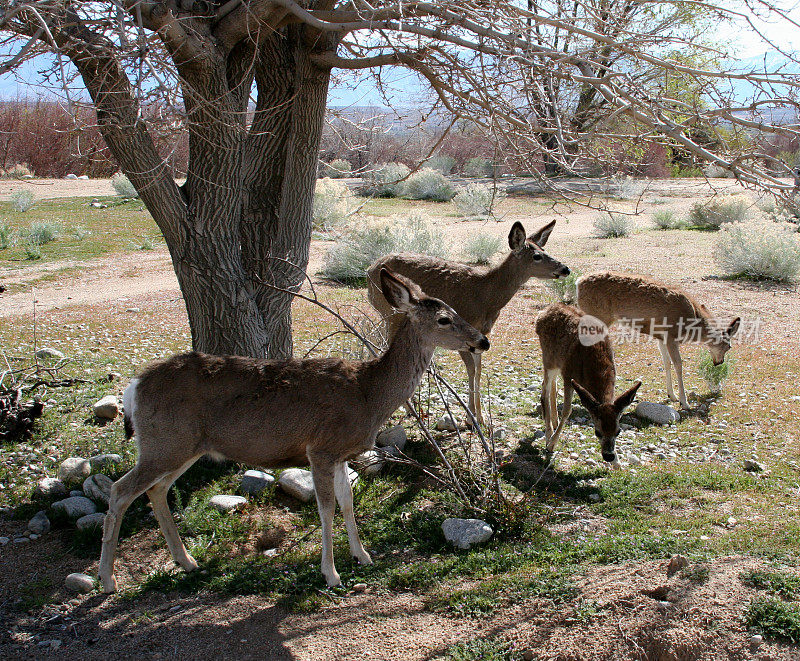 长耳鹿Fawns-3