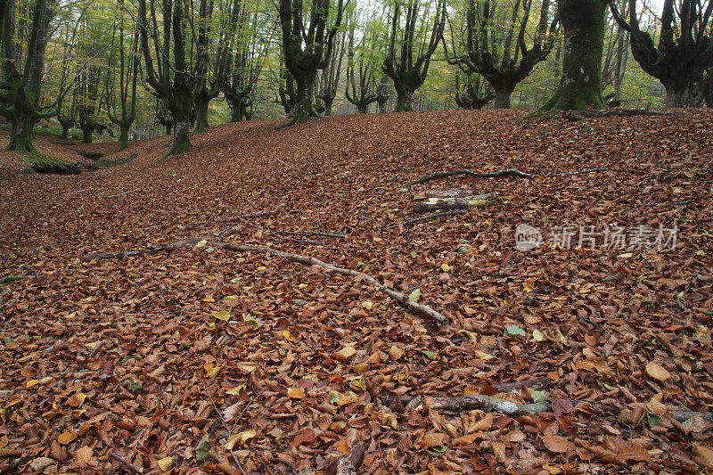 满叶的山毛榉森林在秋天