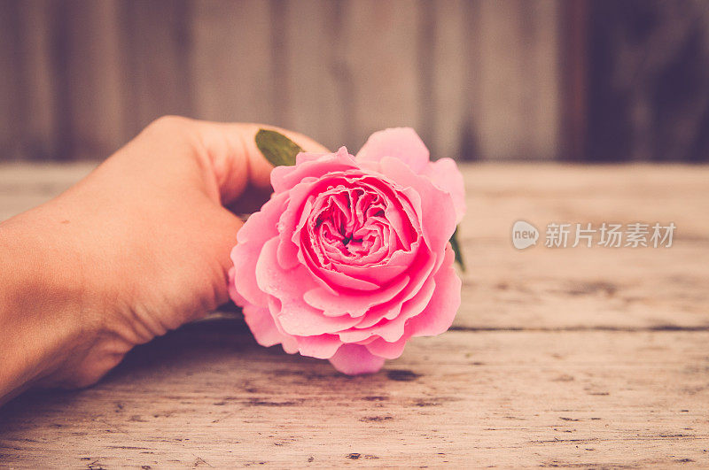 手里拿着一朵粉红色的玫瑰