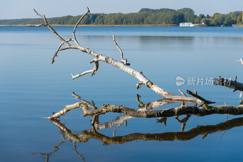 枯树躺在水湖里，下午