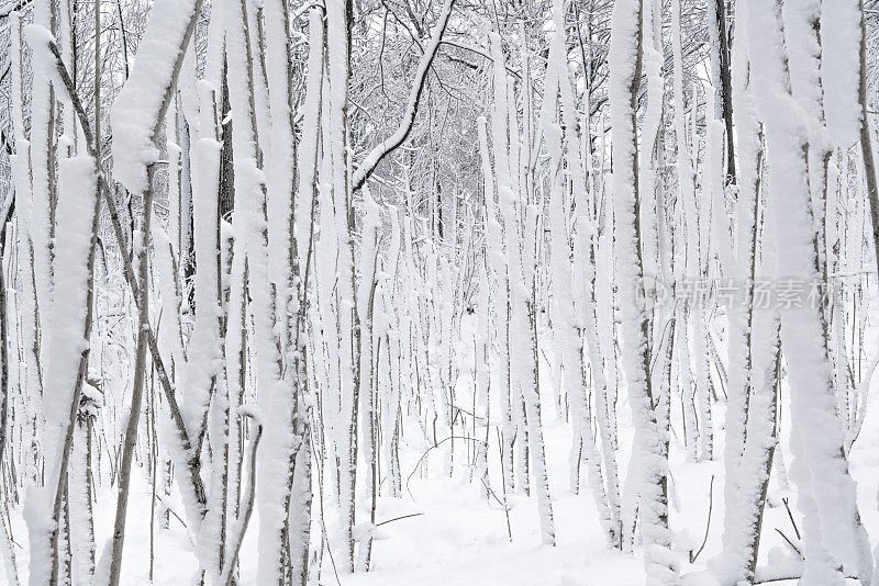 冬天的森林里下雪了