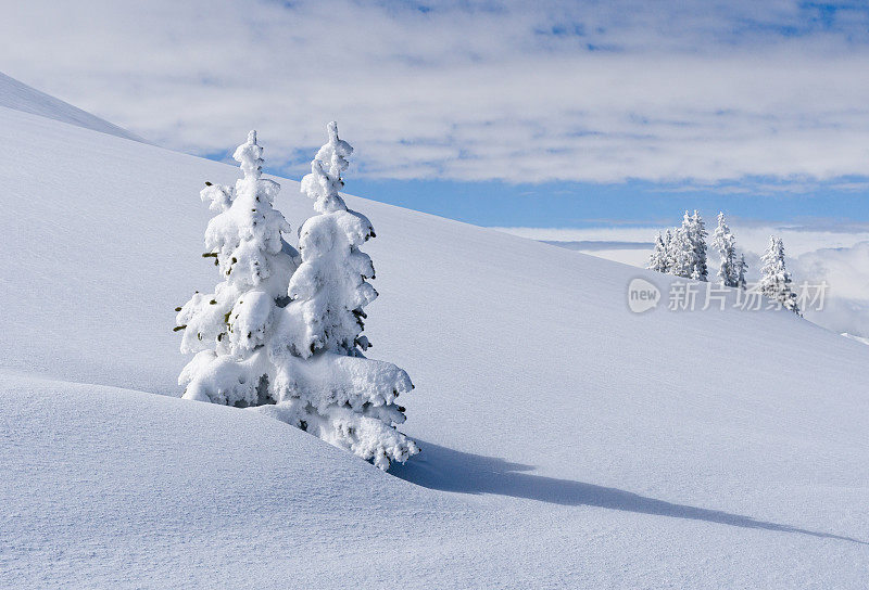 雪树在Treeline科罗拉多边远地区