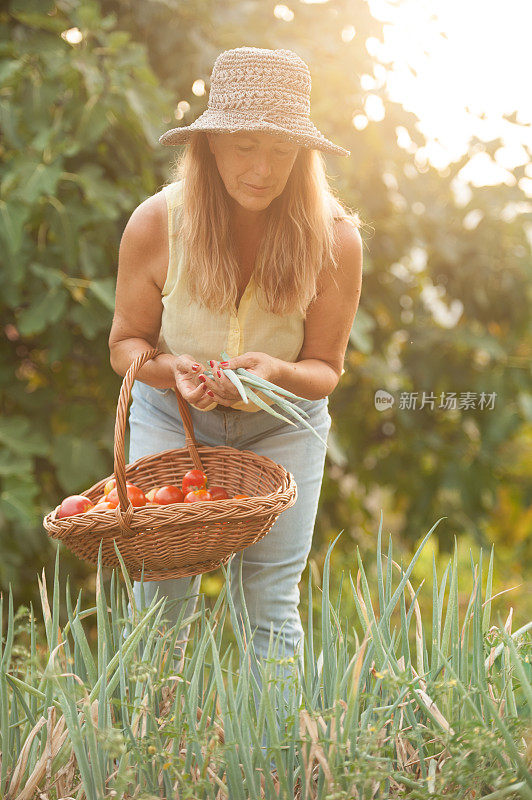 收割洋葱叶的年长妇女