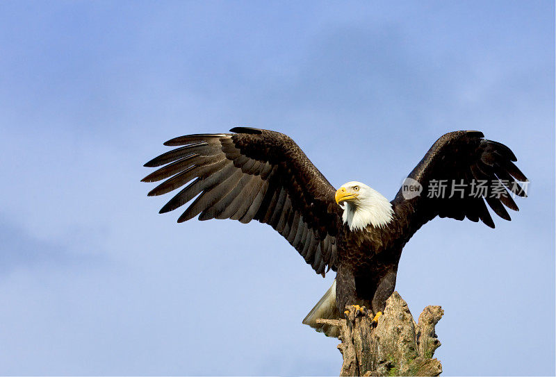 阿拉斯加州的秃鹰，有着雄伟的翼展姿势