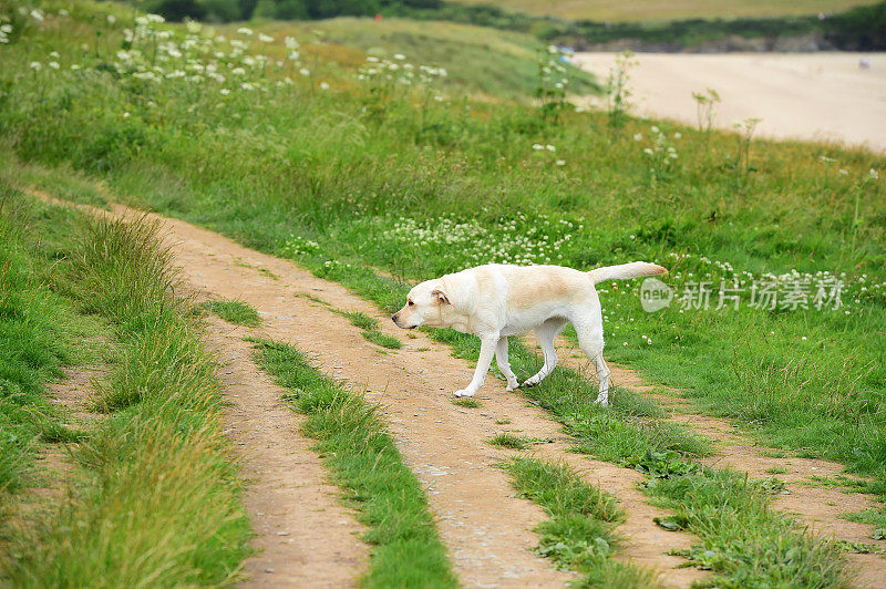 拉布拉多寻回犬