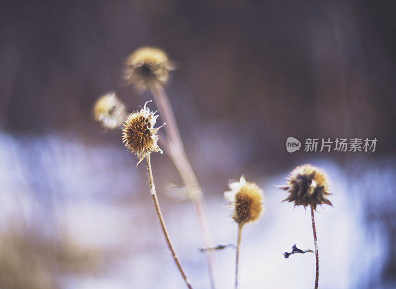 冬季干燥的野花种子头