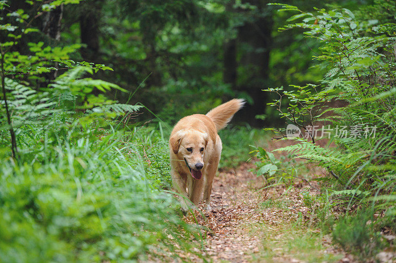 森林中的金毛寻回犬