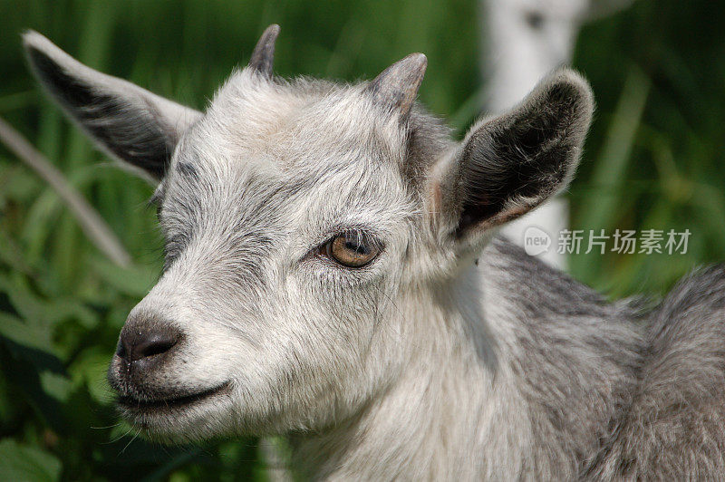 小山羊二世