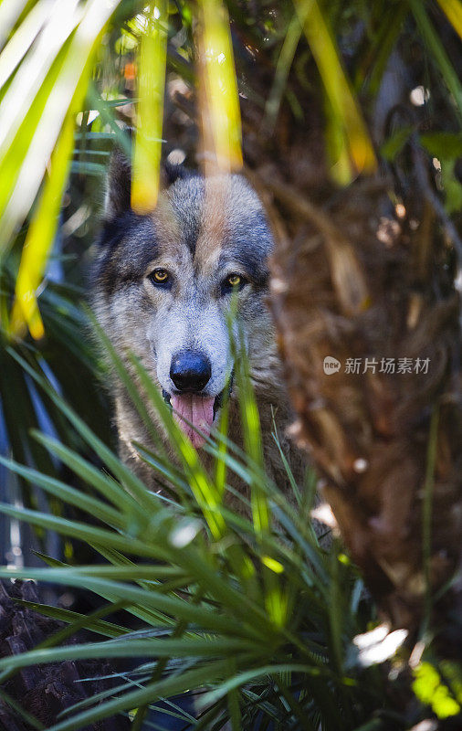 美丽的狼穿过热带灌木丛
