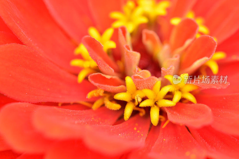 Zinnia在宏观