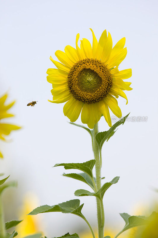 向日葵和蜜蜂。