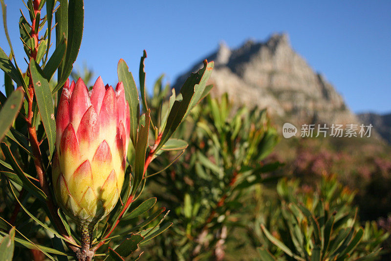 桌山上的Protea