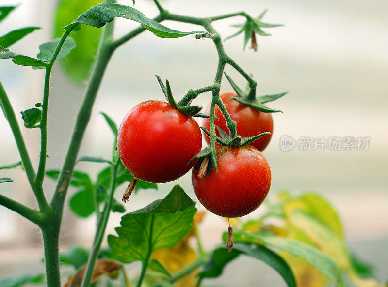 樱桃tomatos