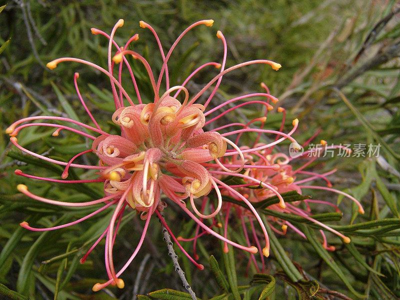 粉色Grevillea