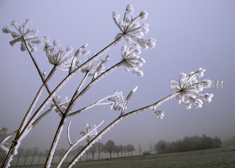 植物被白霜覆盖