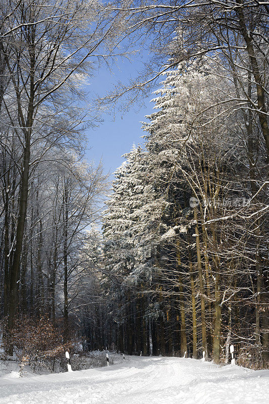 白雪覆盖的森林道路，树木