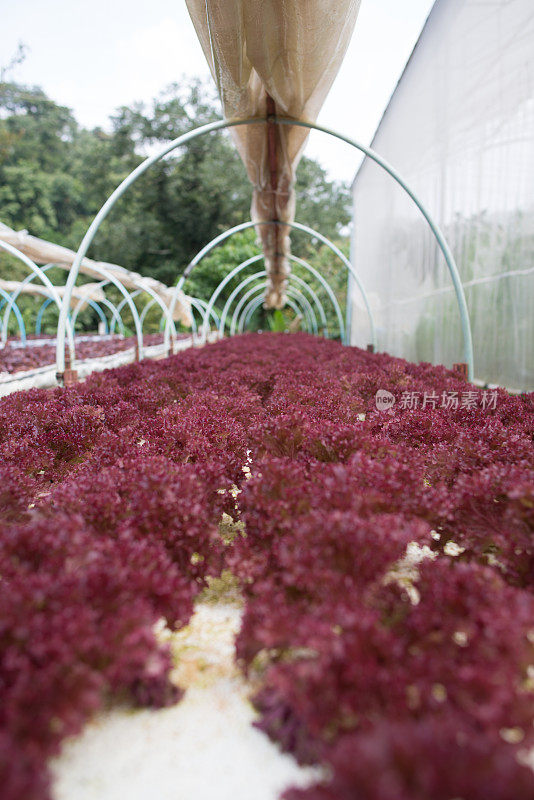 在花园里水培蔬菜。