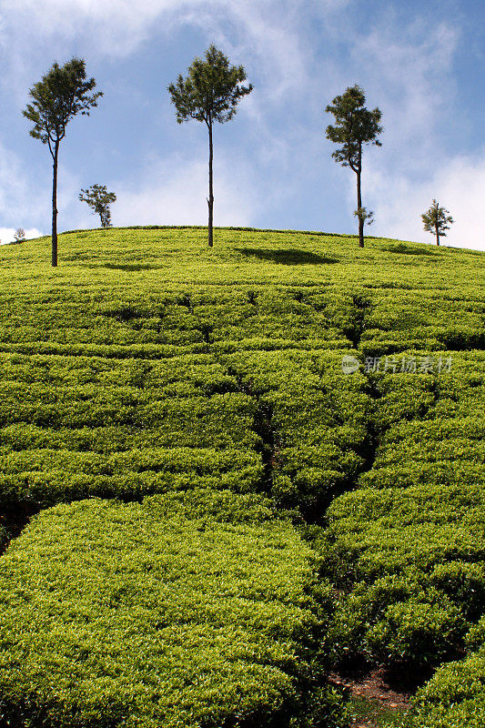 茶叶种植园，斯里兰卡