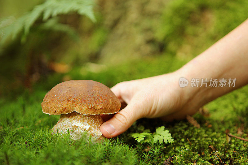 森林里手工采摘牛肝菌