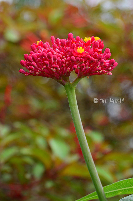 珊瑚植物，麻疯树