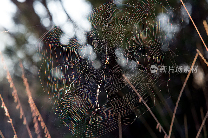 蜘蛛在清晨的阳光下织网