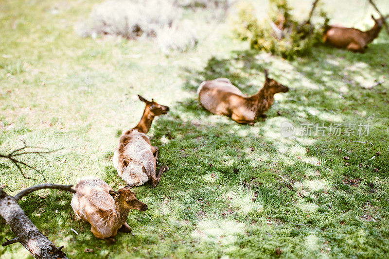在黄石公园休息的麋鹿