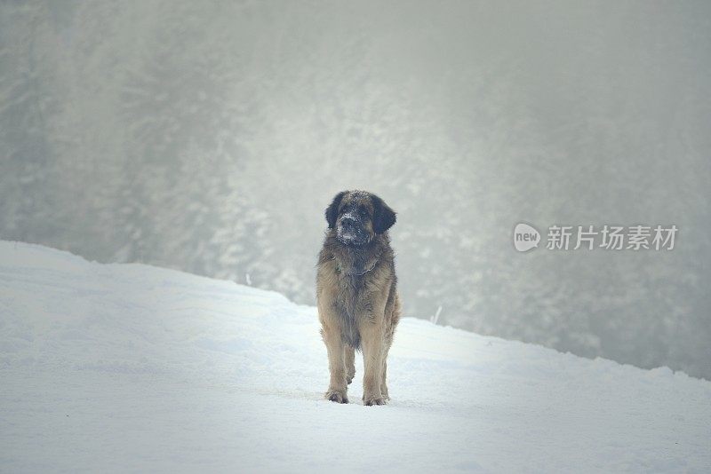 狗在雪地