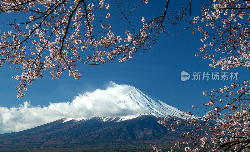 富士山和樱花