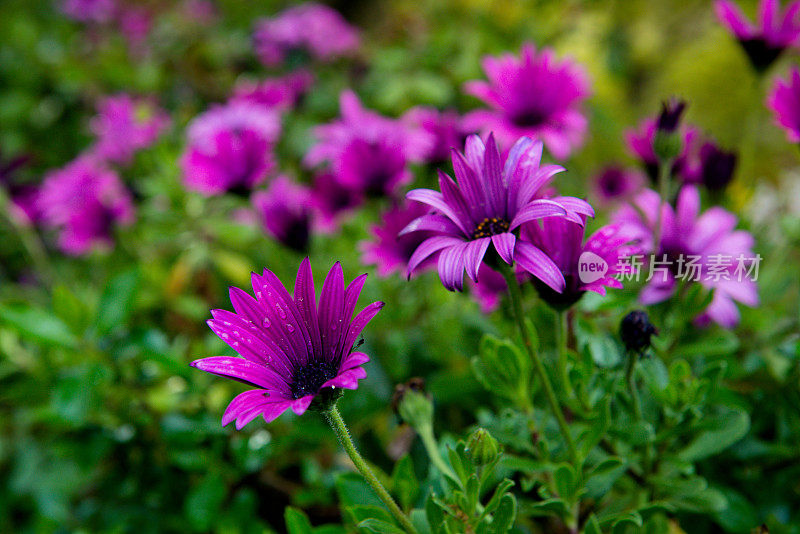 紫色雏菊花(菊科)，Cinfães，葡萄牙
