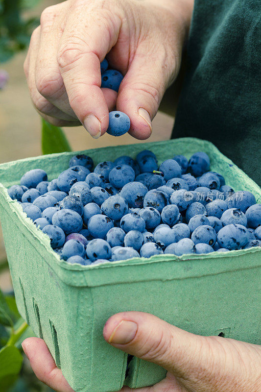 在浆果农场采摘蓝莓。