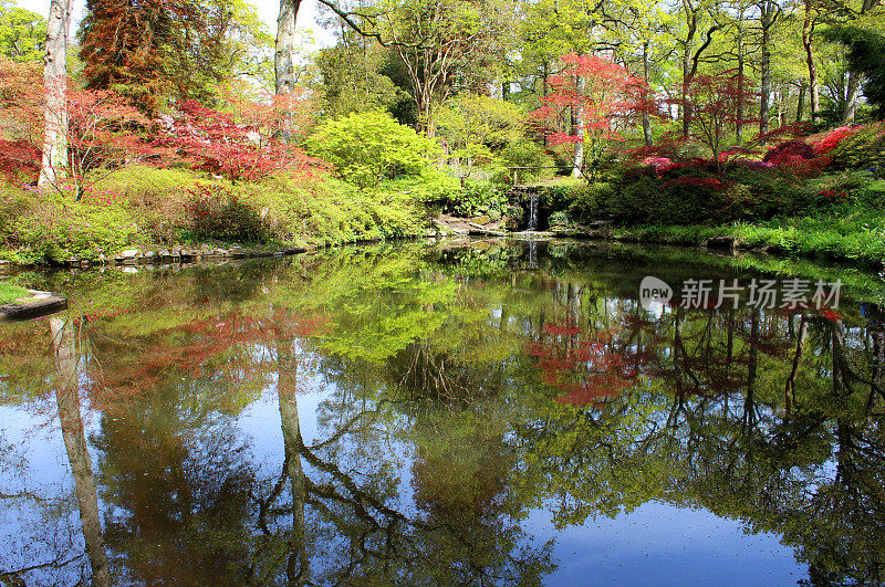 花园池塘边的杜鹃花和日本枫树