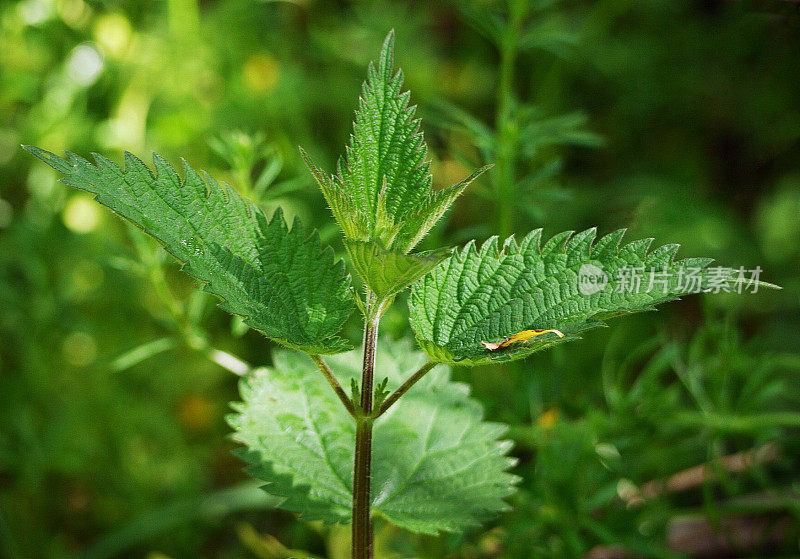 小荨麻特写