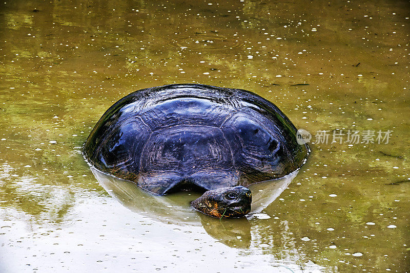 加拉帕戈斯群岛，雨中的巨龟