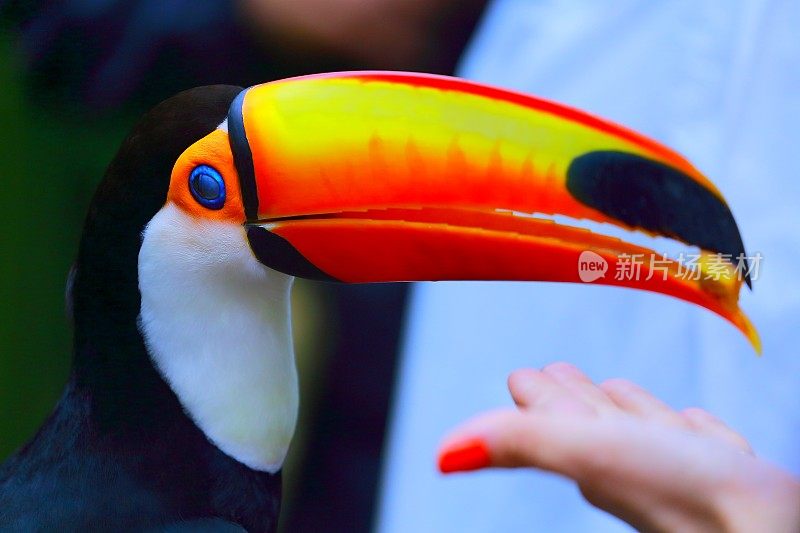 人们在喂养五颜六色的可爱巨嘴鸟，巴西潘塔纳尔热带鸟