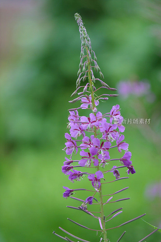 紫花植物野外特写