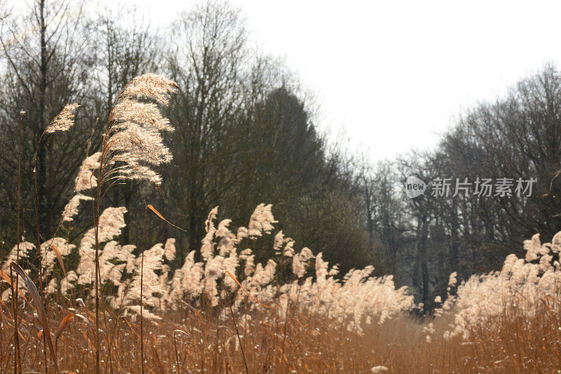 湿地中的芦苇床