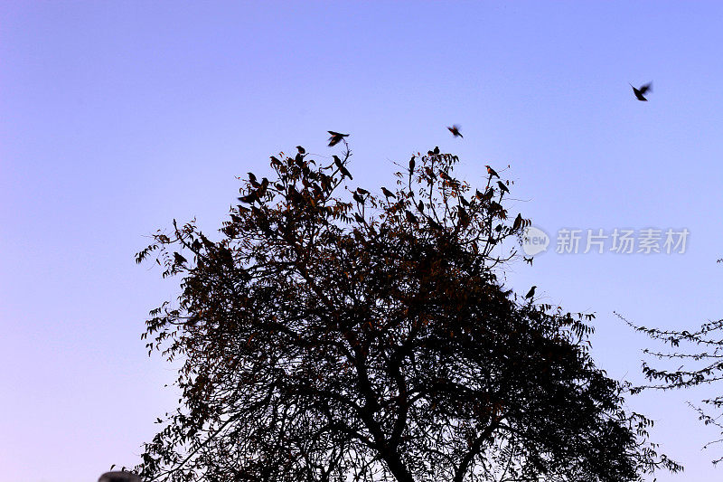 一群鸟儿在树上休息