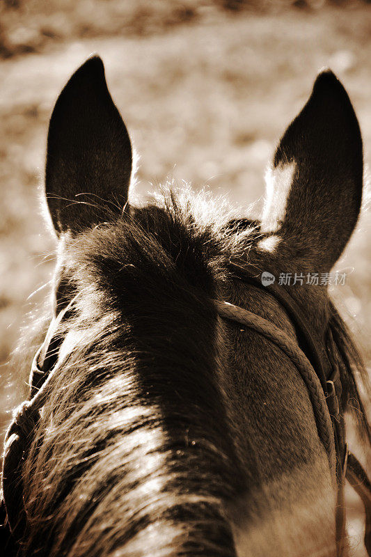 阳光照亮了山区牧场的马的鬃毛