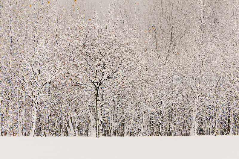 冬季景观与雪和树