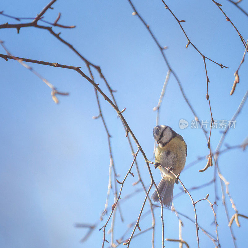 小bluetit