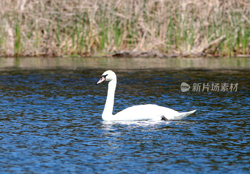 天鹅在湖边游泳