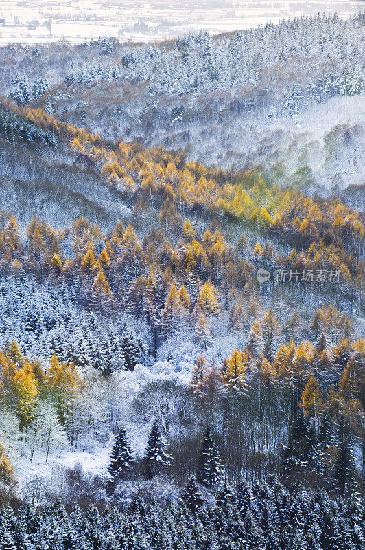 萨顿银行森林树木在雪-约克郡英国