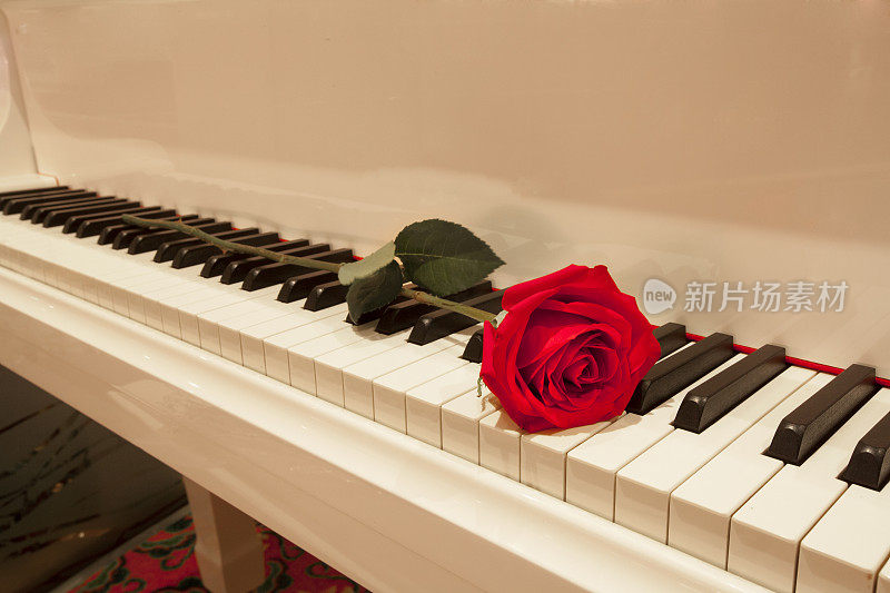 一朵红玫瑰躺在白色的钢琴键盘上