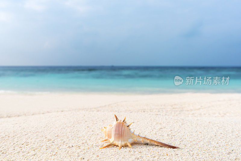 夏天海滩背景